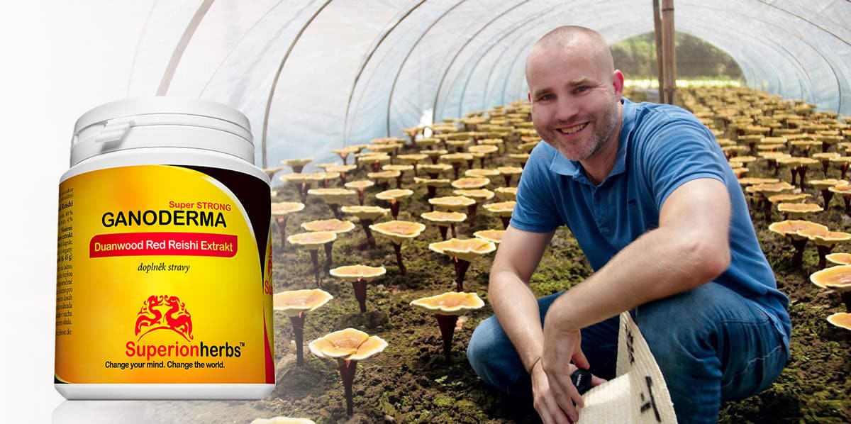 ako sa pestuje reishi